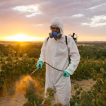 Organik, pestisit içermeyen anlamına mı geliyor?