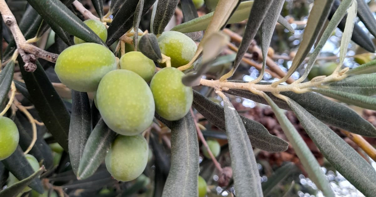 Ayvalik Extra Virgin Olive Oil